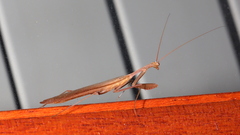Miomantis caffra