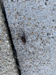 Sphictostethus nitidus