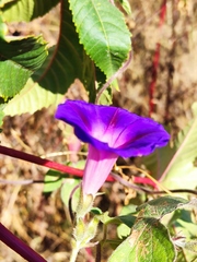 Ipomoea purpurea