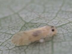Caeciliusidae