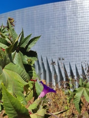 Ipomoea purpurea