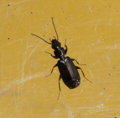 Microlestes