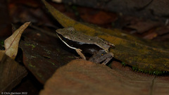 Lithobates warszewitschii