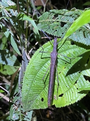 Pseudophasma unicolor