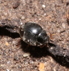 Scymnus rubromaculatus