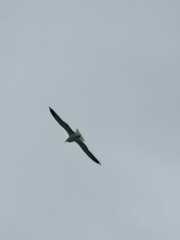 Larus