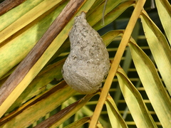 Polybia occidentalis