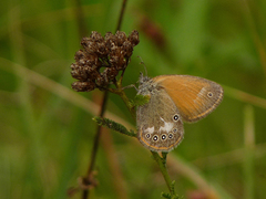 Coenonympha glycerion