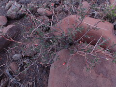 Indigofera sessilifolia