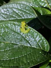 Centrolenidae
