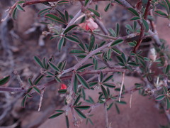 Indigofera sessilifolia