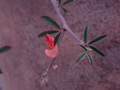 Indigofera sessilifolia