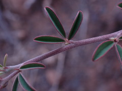 Indigofera sessilifolia