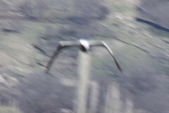 Larus armenicus