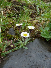 Erigeron humilis