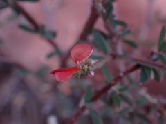 Indigofera sessilifolia