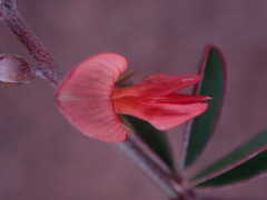 Indigofera sessilifolia