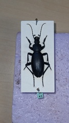 Carabus