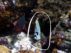 Johnrandallia nigrirostris