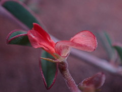 Indigofera sessilifolia