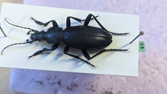 Carabus