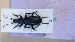 Carabus