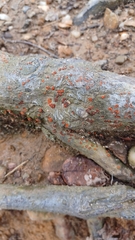 Amphilogia gyrosa