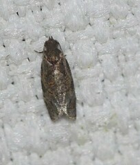 Cryptaspasma sordida