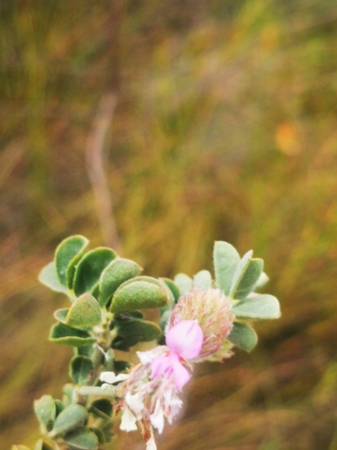 Image of Indigofera superba by (c) Barbara le Roux, some rights reserved (CC BY-SA)