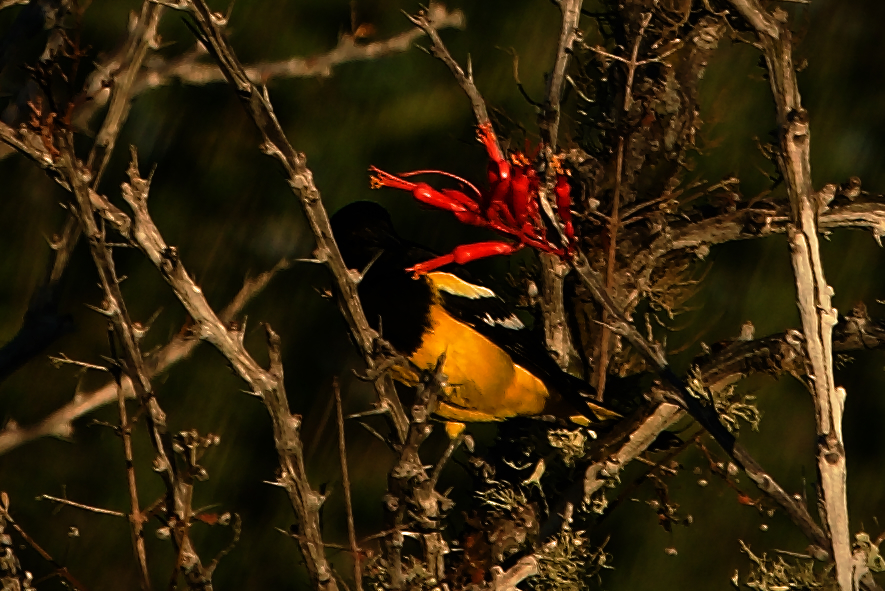 Scott's Oriole (Icterus parisorum)