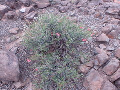 Hermannia grandiflora