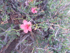 Hermannia grandiflora