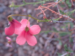 Hermannia grandiflora