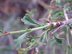 Hermannia grandiflora