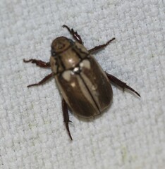 Anoplognathus abnormis