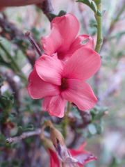 Hermannia grandiflora