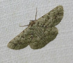 Aeolochroma viridicata