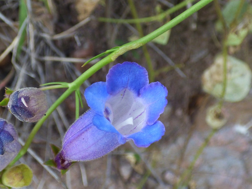 Sonoran beardtongue (Penstemon stenophyllus)