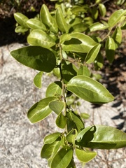 Ximenia americana