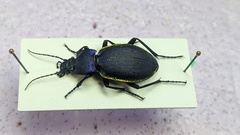 Carabus imperialis