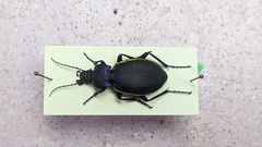 Carabus imperialis