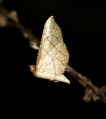 Hypolamprus ypsilon