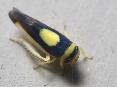 Colladonus clitellarius