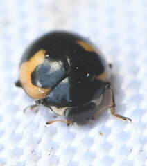 Ceratomegilla alpina