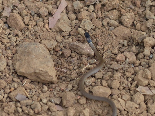 Photo of a Jerdon's Many-tooth Snake (Sibynophis subpunctatus)