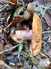 Lactarius rubrilacteus