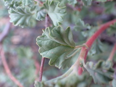 Hermannia althaeifolia