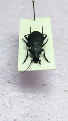Carabus marginalis