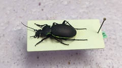 Carabus marginalis