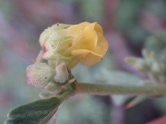 Hermannia althaeifolia